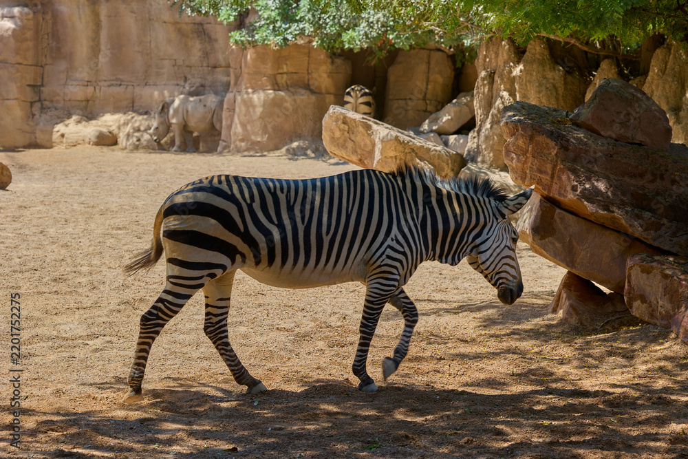 Fototapeta premium Plains zebra walking across natural rocky enclosure in sunlight