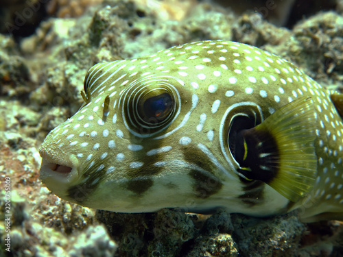 фотографія Whitespotted puffer (Arothron hispidus)