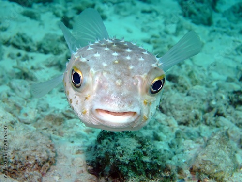 Photography Yellow spotted burrfish