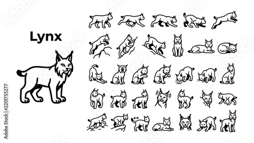 Lynx Actions Collection: A comprehensive set of stylized illustrations showcasing the diverse poses and movements of the lynx, from standing alert to leaping playfully.