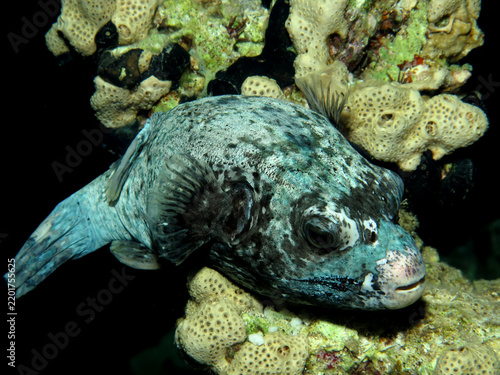 Fotografie Masked Puffer (arothron diadematus). Taken in Red Sea, Egypt.