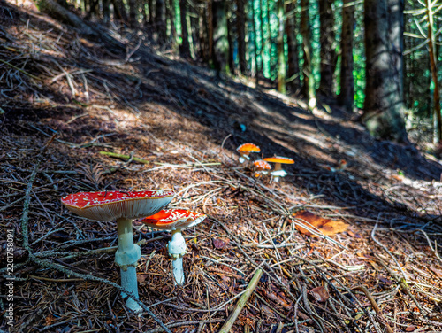 Bild auf Leinwand Close-up of a red mushroom on a wood