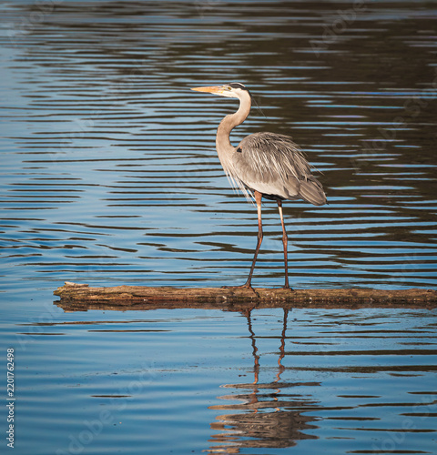 Great Blue Heron perched on a floating log in a pond at Harris Neck Wildlife Refuge.