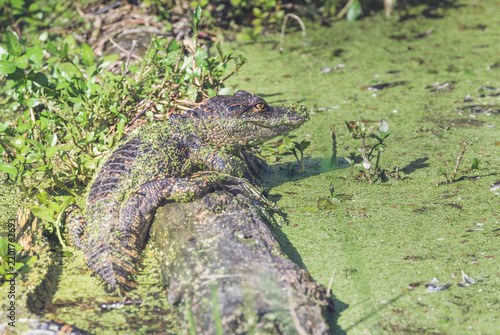 Baby Alligator basking on a log at Harris Neck Wildlife Refuge.
