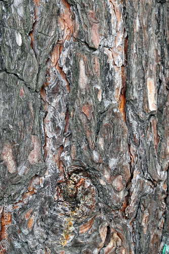Part of unprocessed pine trunk with brown bark as background vertical view closeup