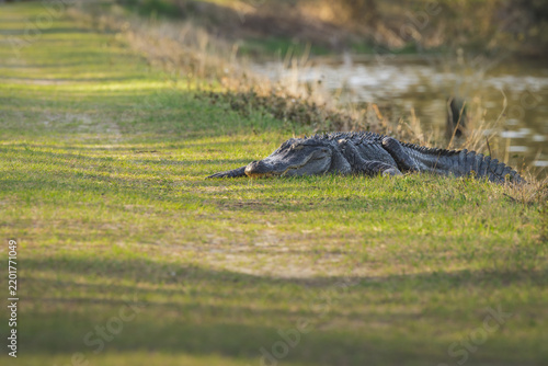 Large American Alligator basking on a walking path at Harris Neck Wildlife Sanctuary.