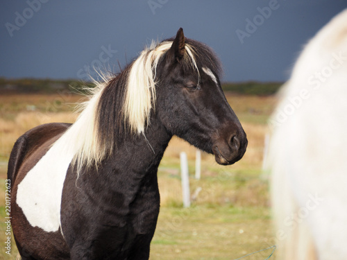 Fotografía Portrait of a black and white paint Icelandic horse against a gloomy dark sky