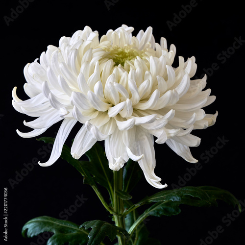 White chrysanthemum isolated on black background. Studio shot.