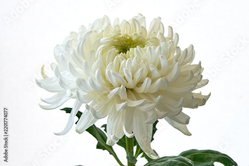 White chrysanthemum flower on a white background close up