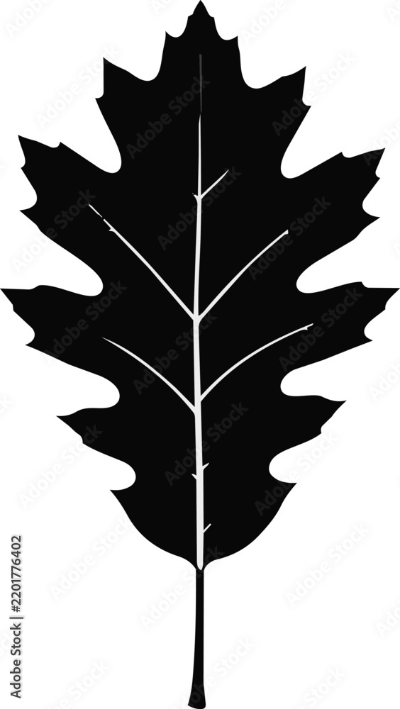 Fototapeta premium Oak leaf silhouette in black color isolated on white background.