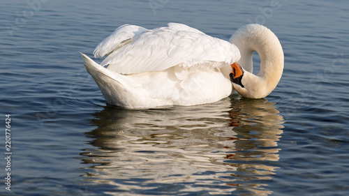 Konstfotografi Schwan im Wasser putzt sich mit gebogenem Hals
