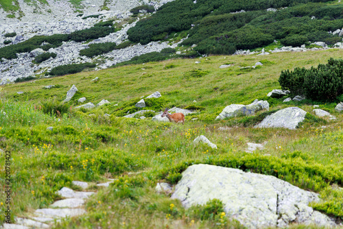 Female Deer Grazing on Rocky Mountain Meadow