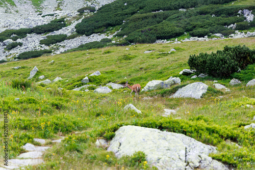 Deer Walking on Slope in Beautiful Alpine Wilderness
