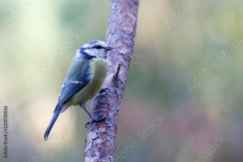 Obraz w ramie Eurasian blue tit