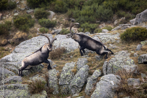 Cabras montesas -Capra pyrenaica-, en disputa