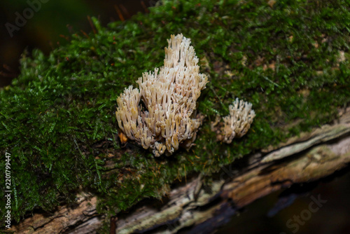 Fotografie A delicate cream-white coral fungus grows on an old branchy trunk covered with a thick layer of bright green moss