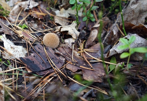 Spiny puffball mushroom (Lycoperdon echinatum) growing among dry fallen leaves on an autumn forest floor