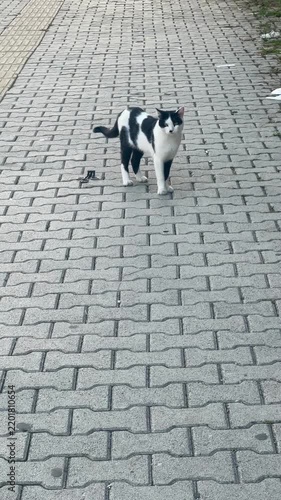 Cat strolling along a quiet city street