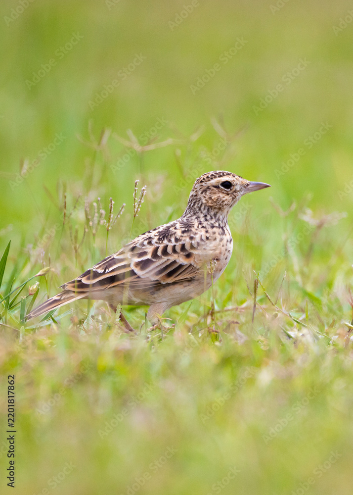 Fototapeta premium An Oriental Skylark (Alauda gulgula) foraging in a natural meadow, searching through the grass for seeds, insects, and other small food items. Its a ground-dwelling bird.