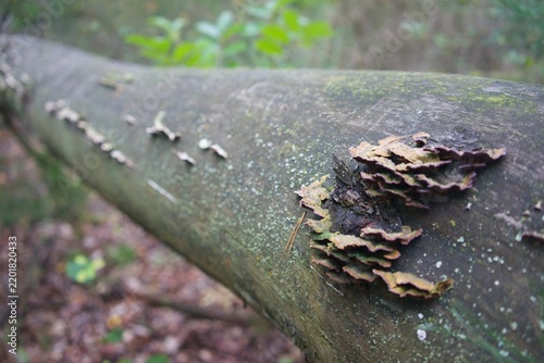 Bracket fungi growing on a fallen tree trunk in a forest with copy space