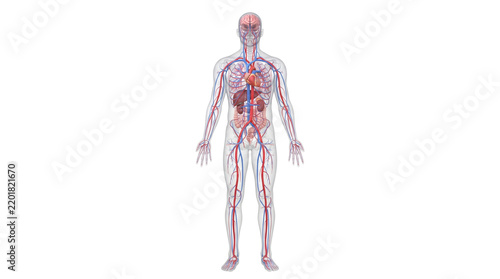 Obraz na plátně Anatomical human body illustration showing circulatory system and internal organ