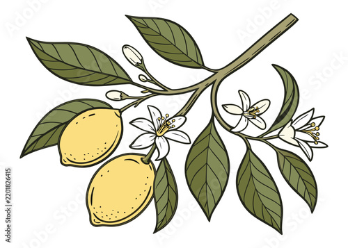 Lemon-Branch Yellow Citrus Fruit With Green Leaves And White Flowers Botanical Art.