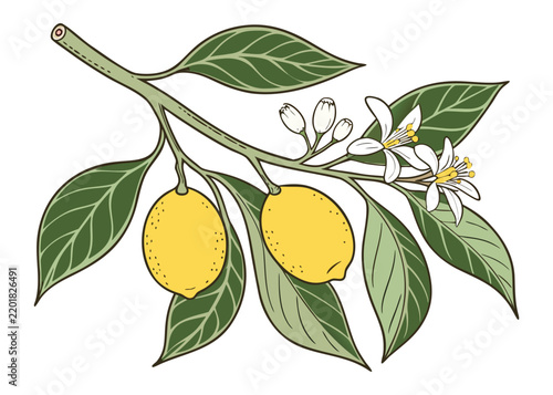 Lemon-Fruit Branch Vintage Botanical Illustration With Leaves And Citrus Blossoms.
