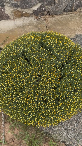 Round chrysanthemum bush covered in yellow flower buds
