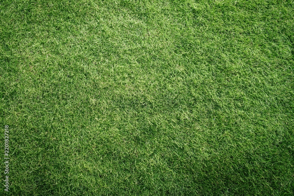 Obraz premium The Grass Field Close-Up Texture for Outdoor Lawn Design in Sunlight