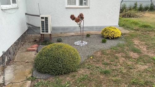 Two round flowering bushes beside a house wall