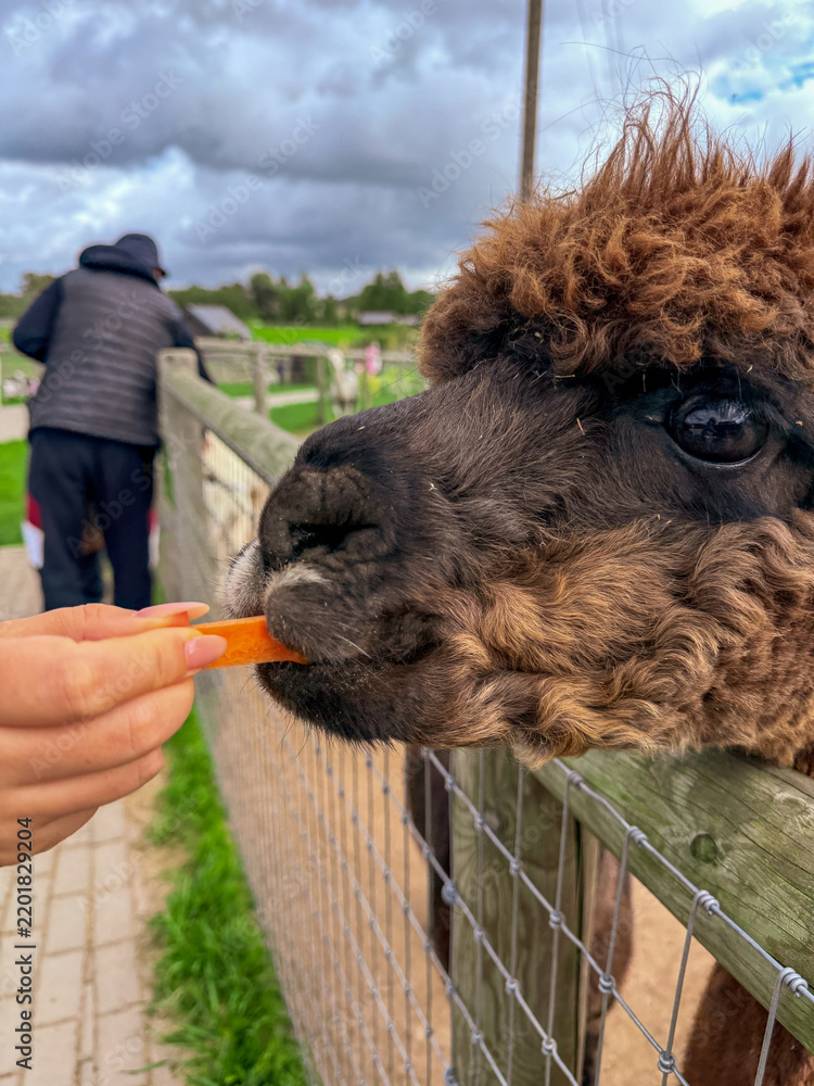 Obraz premium Brown Alpaca Eating Carrot From Hand At Farm