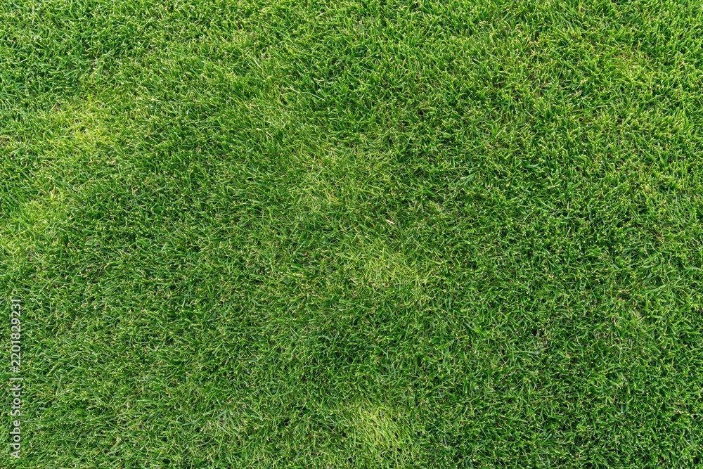 Obraz premium The Grass Closeup: A Vibrant Green Lawn Texture Captured Up Close