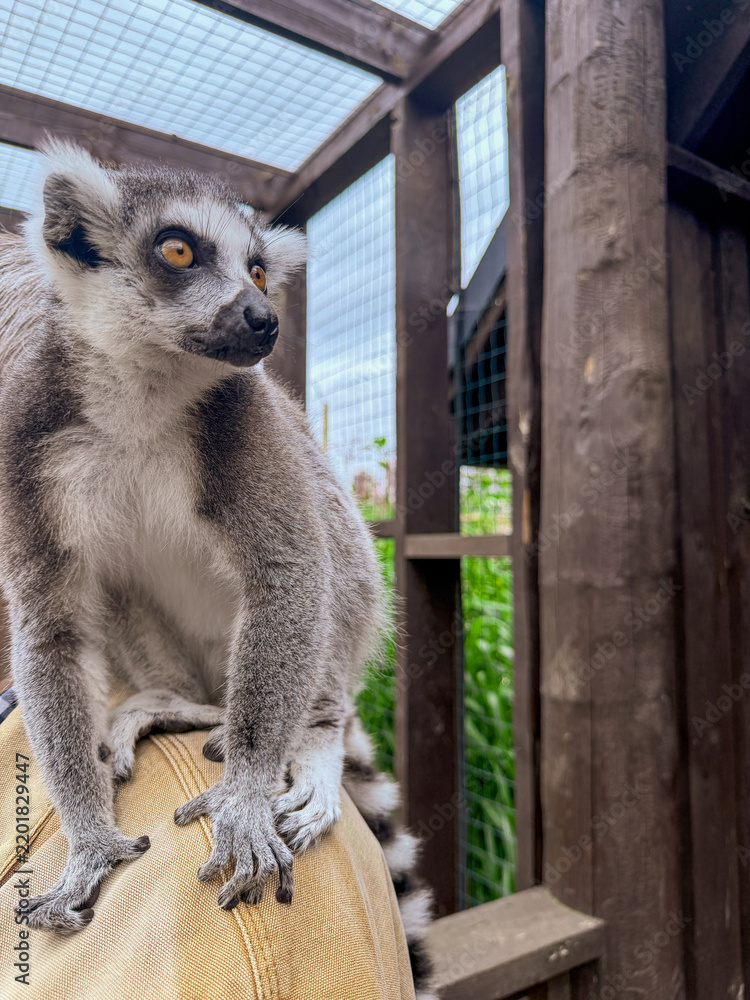 Obraz premium Ring Tailed Lemur at Wildlife Sanctuary