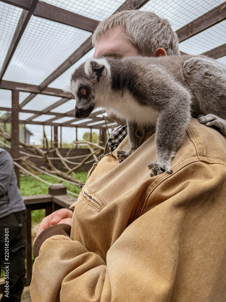 Fototapeta premium Curious Lemur on Visitors Shoulder
