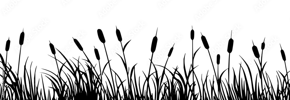Fototapeta premium Cattail and reed grass silhouette border on white background.