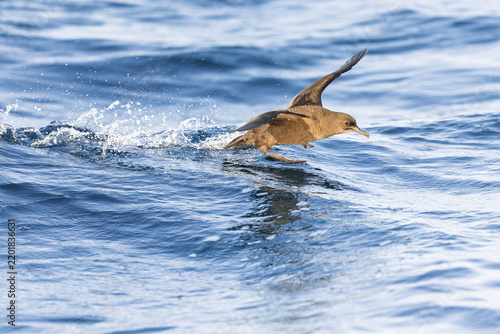 A sooty shearwater (Ardenna grisea) touching down.