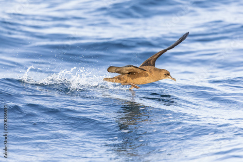A sooty shearwater (Ardenna grisea) touching down.