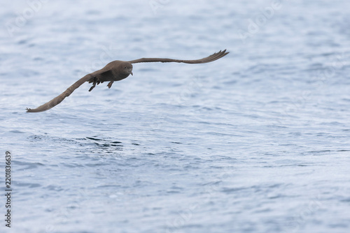 A sooty shearwater (Ardenna grisea) in flight.