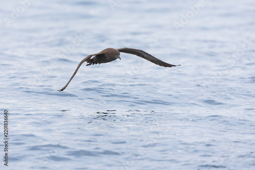 A sooty shearwater (Ardenna grisea) in flight.