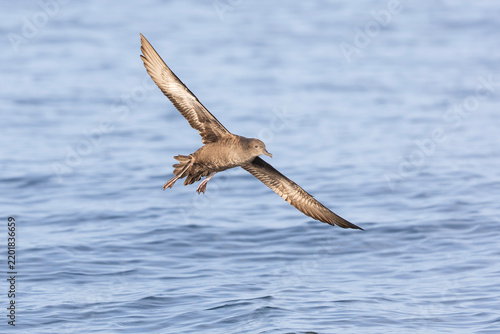 A sooty shearwater (Ardenna grisea) in flight.