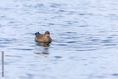 A sooty shearwater (Ardenna grisea) swimming.