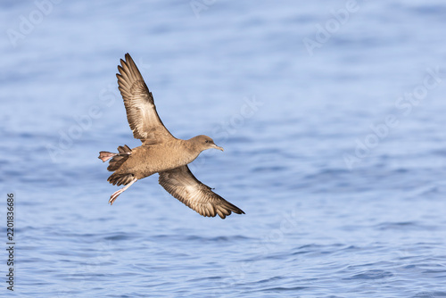 A sooty shearwater (Ardenna grisea) in flight.