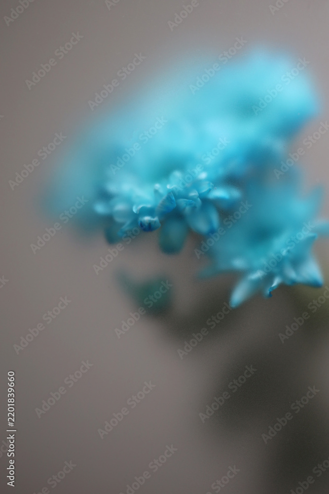 Obraz premium Smoke selected soft focus blue chrysanthemum aster Flower through translucent matte frosted glass. Abstract natural blurred grain light fog graay background.