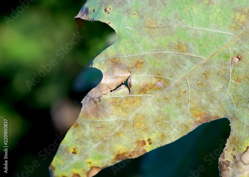 Close-Up of a Weathered Green Leaf with Natural Damage and Textured Veins Against a Soft Blurred Background