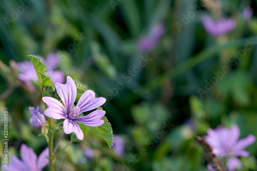 Delicate Purple Wildflower in Bloom with Soft Green Foliage and Natural Bokeh Background