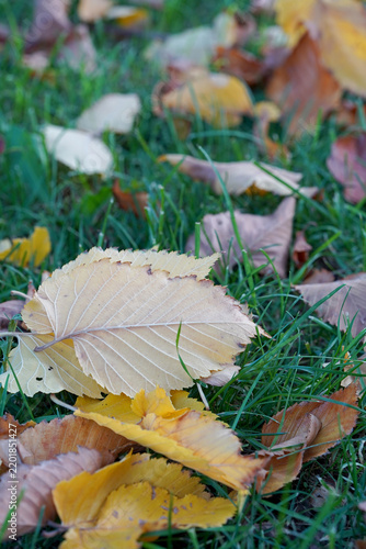 Close-up photograph of fallen autumn leaves scattered naturally across fresh green grass