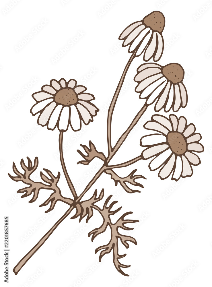 Obraz premium Chamomile herb sketch. Hand drawn organic botany
