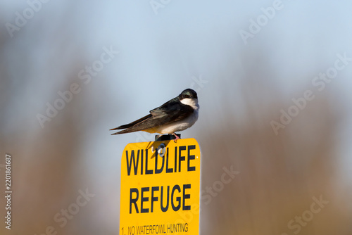 Obraz na płótnie Tree swallow (Tachycineta bicolor) is a american migratory bird  in conservation