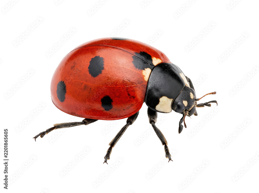 Fototapeta premium Macro View Of A Seven-Spotted Ladybug