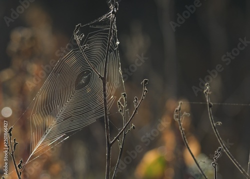 Delicate spider web illuminated by warm autumn sunlight among dried wild plants and stems. Natural outdoor scene with soft bokeh background, seasonal colors and intricate web structure in a peaceful n